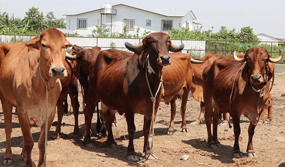 गौसेवकों को डेढ़ साल बाद भी नहीं मिला पशु गणना का नहीं मिला मानदेय