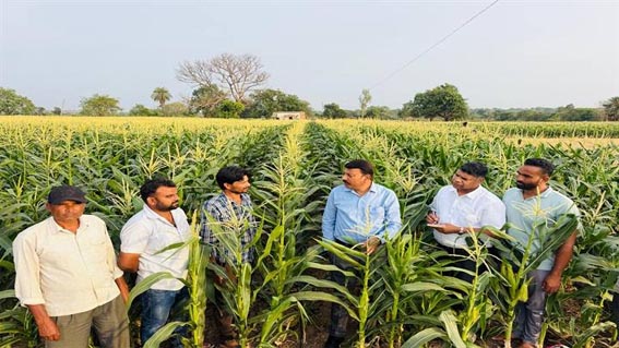 किसान ने स्वीट कॉर्न से एक लाख रूपए प्रति एकड़ की कमाई