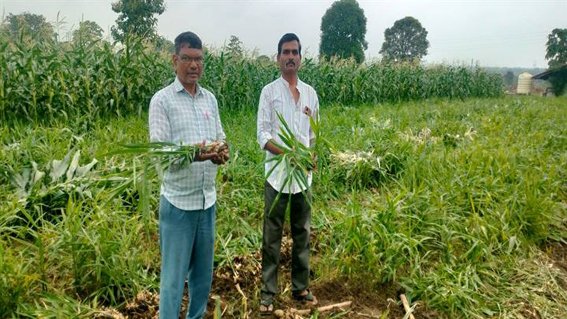 अदरक की खेती से एक साल में कमनाए 15 लाख