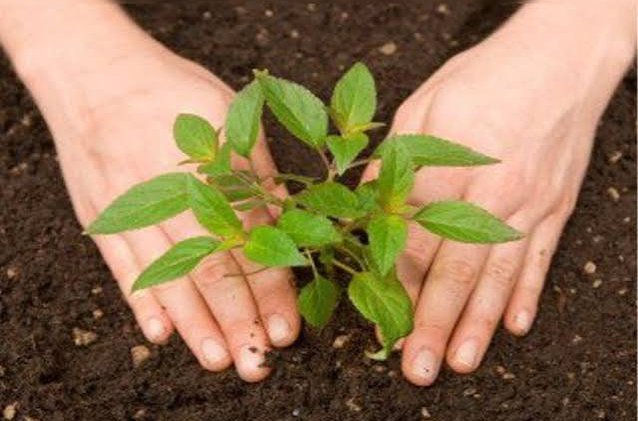 1 अक्टूबर से वृहद पौधरोपण, नशा मुक्ति और पॉलिथीन मुक्त की शुरुआत