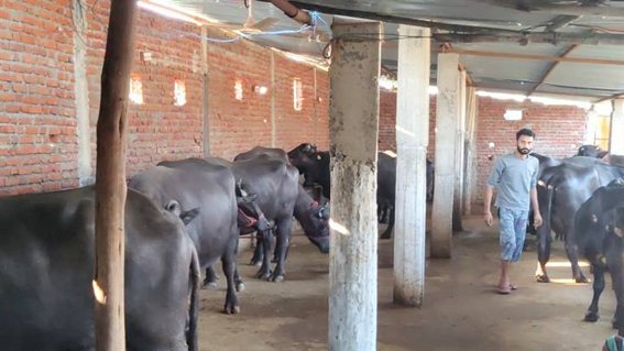दूध बेचकर प्रतिदिन 18 से 20 हजार कमा रहे भगवान दास